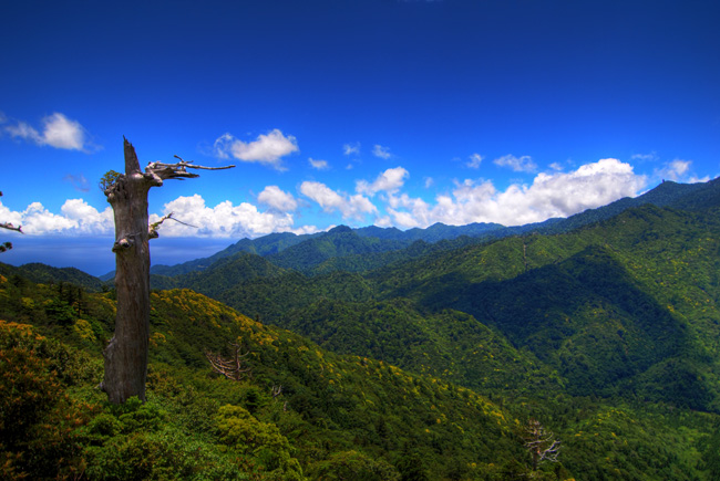 yakushima shiratani gorge taikoiwa view